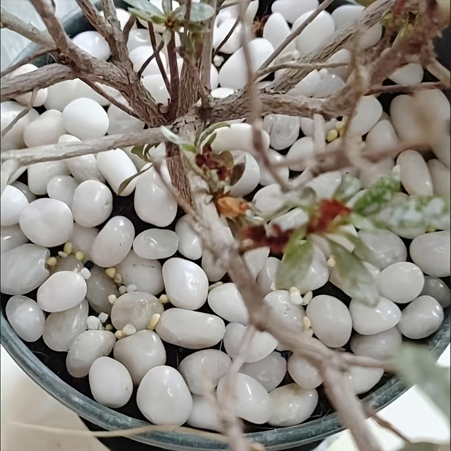 300/600g Polished White Pebble - Bonsai Rock Garden review and price