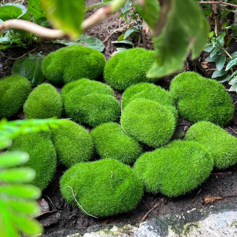 5/30pcs Simulation Moss Stone  - Bonsai Rock Garden review and price