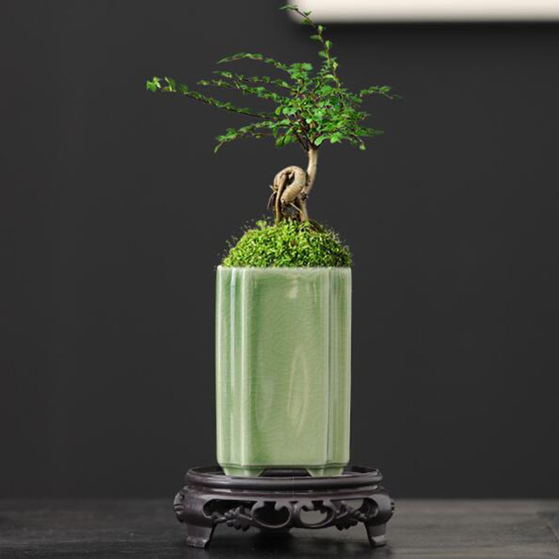 Porcelain Square Celadon Glaze - Bonsai Garden Europe review and price