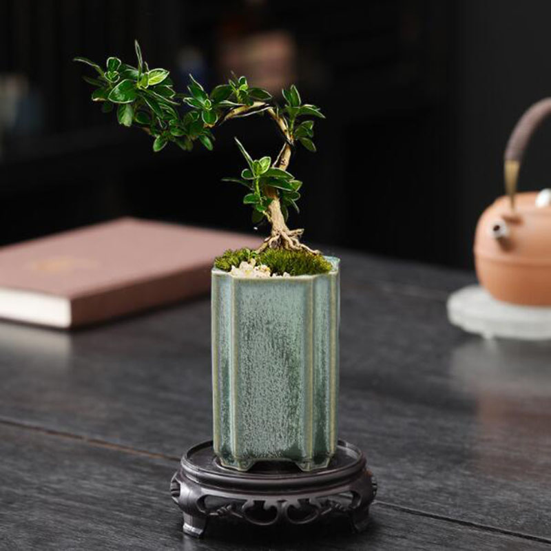 Porcelain Square Celadon Glaze - Bonsai Garden Europe review and price