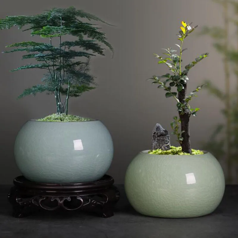 Asparagus Fern Plant Pot Flowe - Bonsai Garden Europe review and price