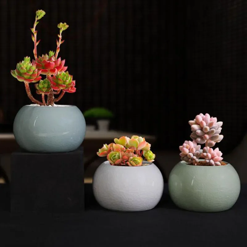 Asparagus Fern Plant Pot Flowe - Bonsai Garden Europe review and price