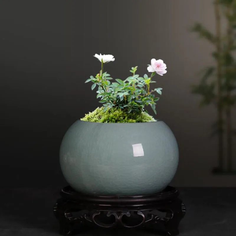 Asparagus Fern Plant Pot Flowe - Bonsai Garden Europe review and price