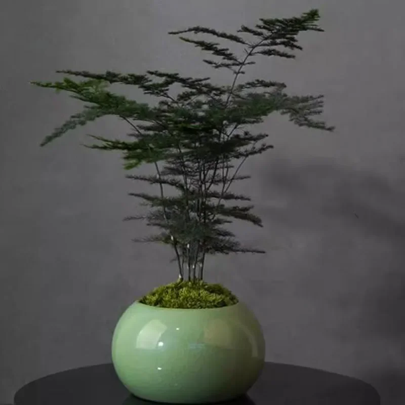 Asparagus Fern Plant Pot Flowe - Bonsai Garden Europe review and price