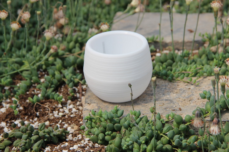 Gardening Mini Plastic Flower  - Bonsai Garden Europe review and price