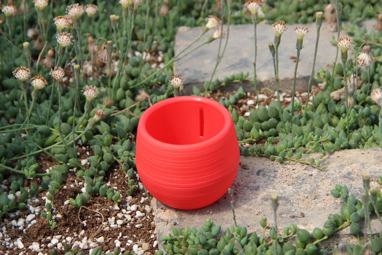 Gardening Mini Plastic Flower  - Bonsai Garden Europe review and price